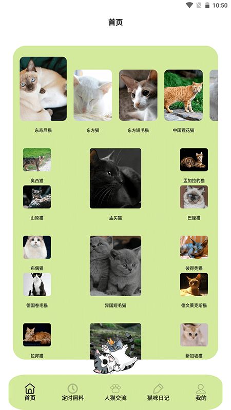 我家猫舍截图1