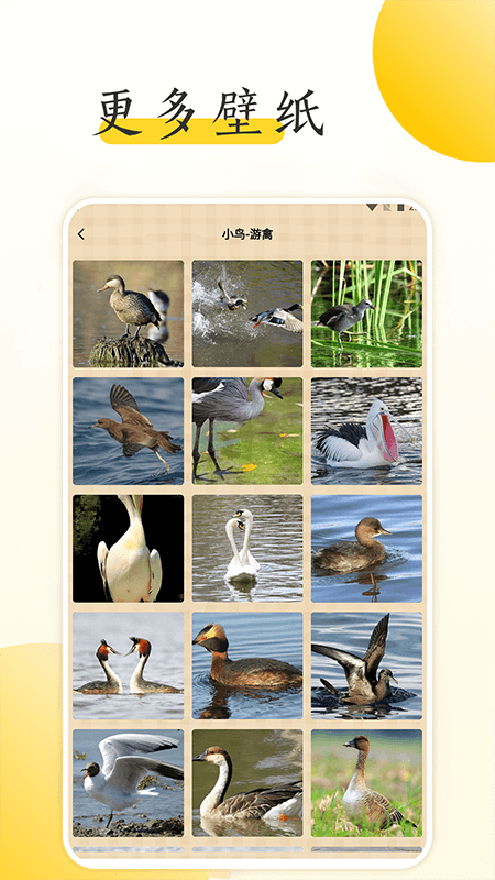 小鸟壁纸大全截图2
